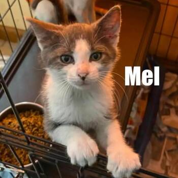 Mel -  Domestic Short Hair Cat for Adoption in Washington, District Of Columbia - Mel | PetCurious