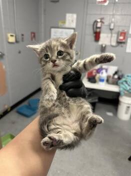 PEGGY -  Domestic Short Hair Cat for Adoption in Casper, Wyoming - PEGGY | PetCurious