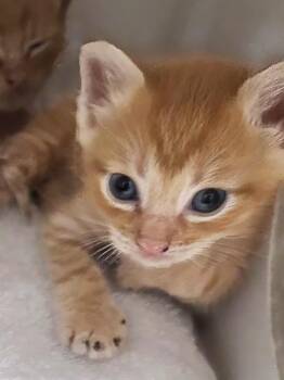 Sebastian -  Domestic Short Hair Cat for Adoption in Nashville, Tennessee - Sebastian | PetCurious