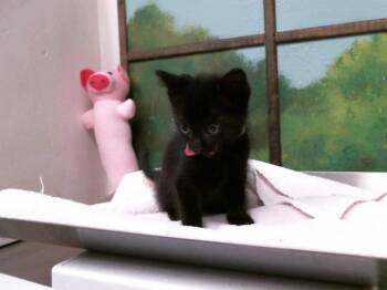 A2079726 -  Domestic Short Hair Cat for Adoption in Houston, Texas - A2079726 | PetCurious