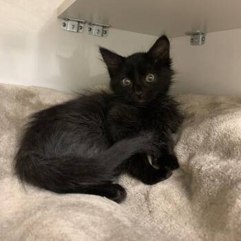 Mario -  Domestic Short Hair Cat for Adoption in Redwood City, California - Mario | PetCurious
