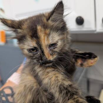 Domestic Medium Hair Cats Available for Adoption in Greenville, South Carolina - Briar | PetCurious