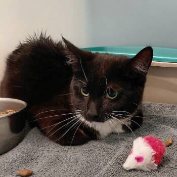 Domestic Short Hair Cats Available for Adoption in Gloucester, Virginia - Mulan | PetCurious
