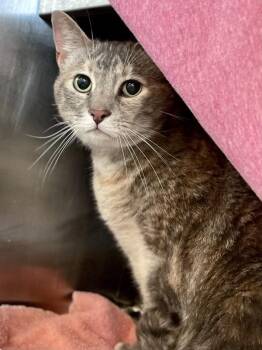 Honey Maple Ham -  Domestic Short Hair Cat for Adoption in Austin, Texas - Honey Maple Ham | PetCurious