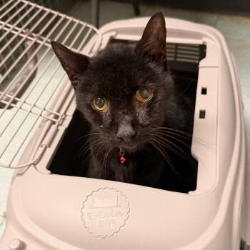 Norman -  Domestic Short Hair and Mixed Breed Cat for Adoption in Philadelphia, Pennsylvania - Norman | PetCurious