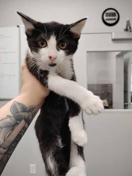 Domestic Short Hair Cats Available for Adoption in Angola, Indiana - Ornament | PetCurious