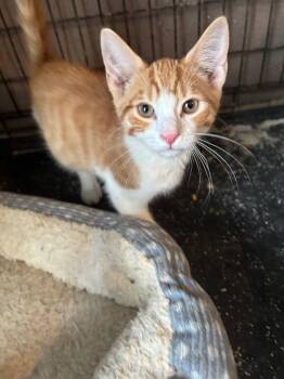 Caleb -  Domestic Short Hair Cat for Adoption in Camp Hill, Pennsylvania - Caleb | PetCurious