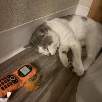 Buckwheat -  Domestic Short Hair Cat for Adoption in Long Beach, California - Buckwheat | PetCurious