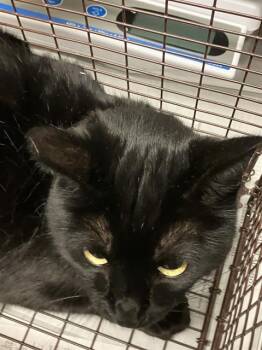 Domestic Short Hair Cats Available for Adoption - GIGI | PetCurious