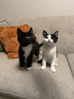 Moira -  Domestic Short Hair Cat for Adoption - Moira | PetCurious