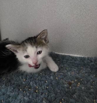 Domestic Short Hair Cats Available for Adoption in Seattle, Washington - Grace | PetCurious