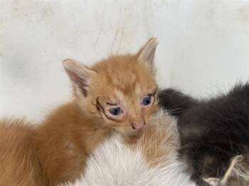 SUSHI -  Domestic Short Hair Cat Available for Adoption in Rowlett, Texas - SUSHI | PetCurious