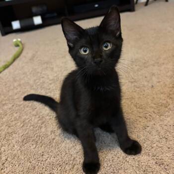 Rescue Domestic Short Hair Cats for Adoption in Magnolia, Texas - Bertha | PetCurious