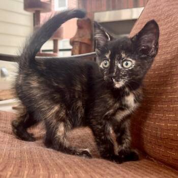 Good N Plenty -  Domestic Short Hair Cat for Adoption in Candler, North Carolina - Good N Plenty | PetCurious