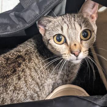 Lamp -  Domestic Short Hair Cat for Adoption in Philadelphia, Pennsylvania - Lamp | PetCurious