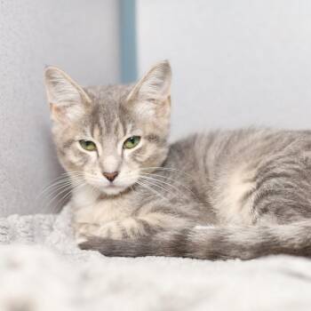 Hawthorn -  Domestic Short Hair Cat for Adoption in Evansville, Indiana - Hawthorn | PetCurious