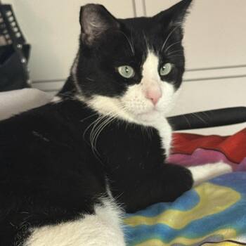 Rescue Domestic Short Hair Cats for Adoption in Santa Ana, California - Tuxie | PetCurious