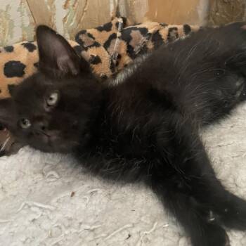 Creampuff Gentleman -  Domestic Short Hair Cat for Adoption in Austin, Texas - Creampuff Gentleman | PetCurious