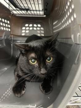 Rescue Domestic Short Hair Cats for Adoption in Fort Lauderdale, Florida - DILL | PetCurious
