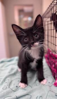 Domestic Short Hair Cats Available for Adoption in Disputanta, Virginia - Publix Pam | PetCurious