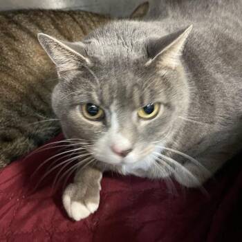 Kevin -  Domestic Short Hair Cat for Adoption in Port Charlotte, Florida - Kevin | PetCurious