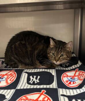 Domestic Short Hair Cats Available for Adoption in Liverpool, New York - Jamila | PetCurious