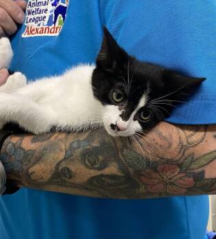 Borg -  Domestic Short Hair Cat Available for Adoption in Alexandria, Virginia - Borg | PetCurious
