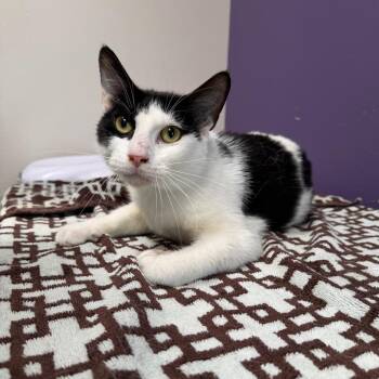 Domestic Short Hair Cats Available for Adoption in Englewood, Florida - Doc | PetCurious