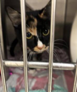Domestic Short Hair Cats Available for Adoption in Baraboo, Wisconsin - Pumpkin**Bonded With Jupiter** | PetCurious