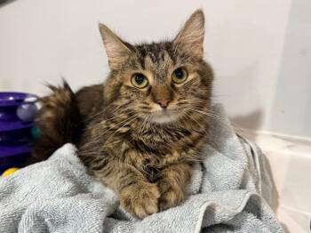 Macy -  Cornish Rex Cat for Adoption in Powell, Ohio - Macy | PetCurious