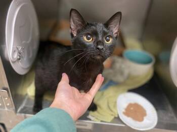 CHARLIE SHEEN -  Domestic Short Hair Cat for Adoption in Fort Wayne, Indiana - CHARLIE SHEEN | PetCurious