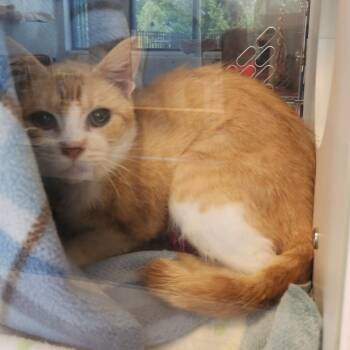 Pot Roast -  Domestic Short Hair Cat for Adoption in Fort Wayne, Indiana - Pot Roast | PetCurious