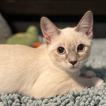 Rescue Siamese Cats for Adoption in Los Angeles, California - Zabaglione | PetCurious