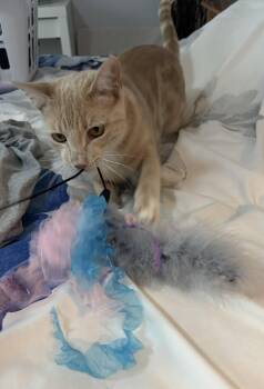 Eva 8.15.25 (From Our Home to Yours) -  Domestic Short Hair Cat for Adoption in Apopka, Florida - Eva 8.15.25 (From Our Home To Yours) | PetCurious