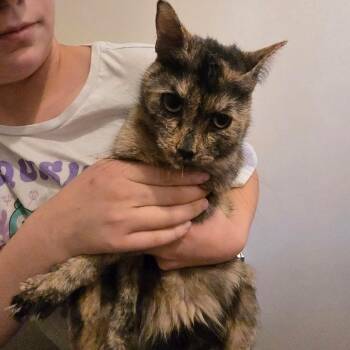 Roka -  Domestic Medium Hair and Domestic Short Hair Cat for Adoption in Klamath Falls, Oregon - Roka | PetCurious