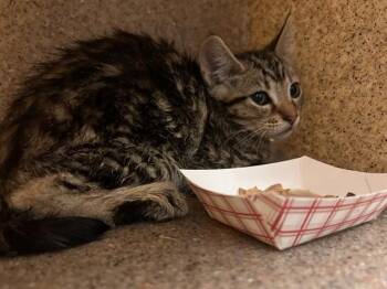 TAMALE -  Domestic Short Hair Cat for Adoption in Riverside, California - TAMALE | PetCurious