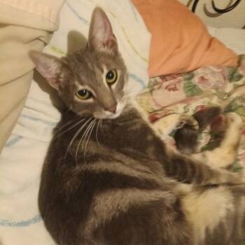 Rescue Tabby and Domestic Short Hair Cats for Adoption in Antioch, California - Odie | PetCurious