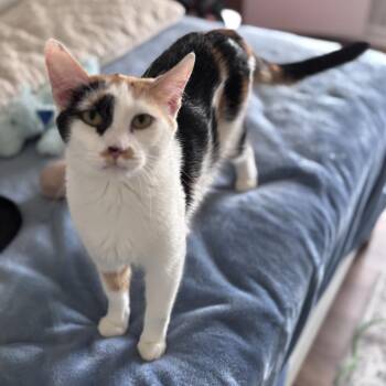 Shiraz -  Domestic Medium Hair Cat for Adoption in Chattanooga, Tennessee - Shiraz | PetCurious