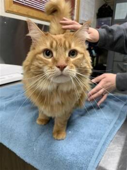 Domestic Long Hair Cats Available for Adoption in Fairbanks, Alaska - PINEAPPLE | PetCurious