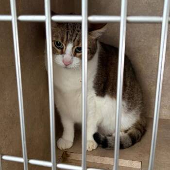 Domestic Short Hair Cats Available for Adoption in Tampa, Florida - Boots | PetCurious