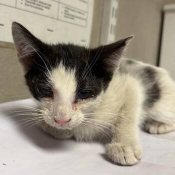 Arrow -  Domestic Short Hair Cat Available for Adoption in Yuma, Arizona - Arrow | PetCurious