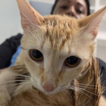 Tiger Lily -  Domestic Short Hair Cat for Adoption in Leander, Texas - Tiger Lily | PetCurious