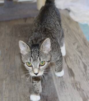 Rescue Domestic Short Hair Cats for Adoption in Youngsville, North Carolina - Esprit25 | PetCurious