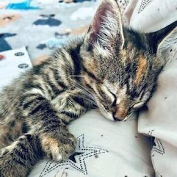 Hot Tamale -  Domestic Short Hair Cat for Adoption in Richmond, Virginia - Hot Tamale | PetCurious