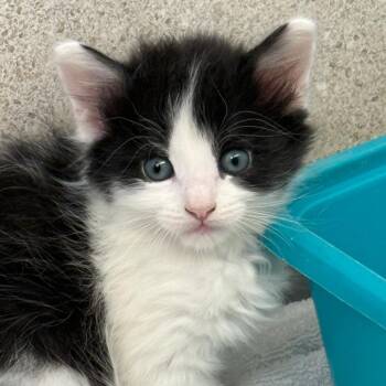 Cookie Monster (26-3R-2) -  Domestic Medium Hair Cat for Adoption in Rifle, Colorado - Cookie Monster (26-3R-2) | PetCurious