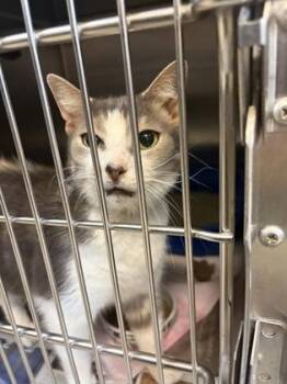 Domestic Short Hair Cats Available for Adoption in West Chester, Pennsylvania - Gatsby | PetCurious