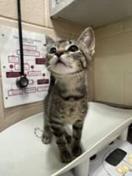 Loopsy Noddle -  Domestic Short Hair Cat for Adoption in Manitowoc, Wisconsin - Loopsy Noddle | PetCurious