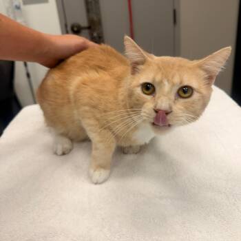 Domestic Short Hair Cats Available for Adoption in Sand Springs, Oklahoma - Chip | PetCurious