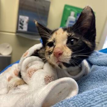 Dazzle -  Domestic Short Hair Cat for Adoption in Richmond, Virginia - Dazzle | PetCurious