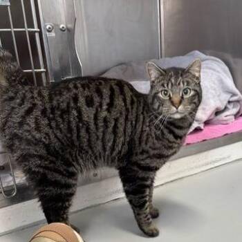 Domestic Short Hair Cats Available for Adoption in Driggs, Idaho - Jumper | PetCurious